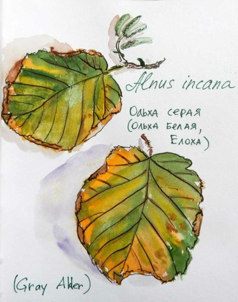Акварель ольха