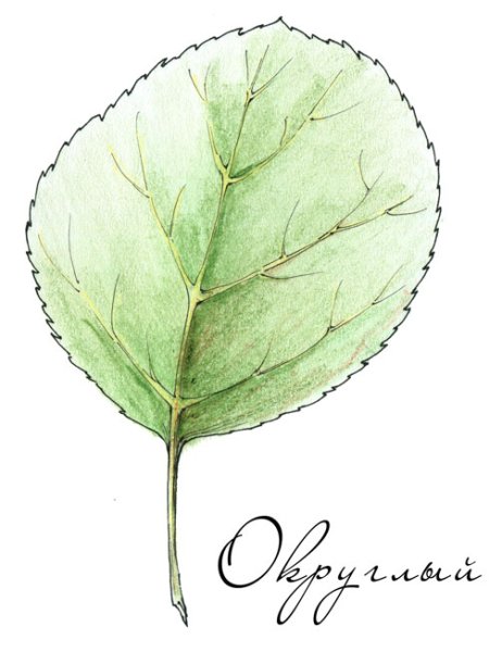 Форма листа ольхи