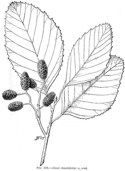 Ольха кустарниковая веточка