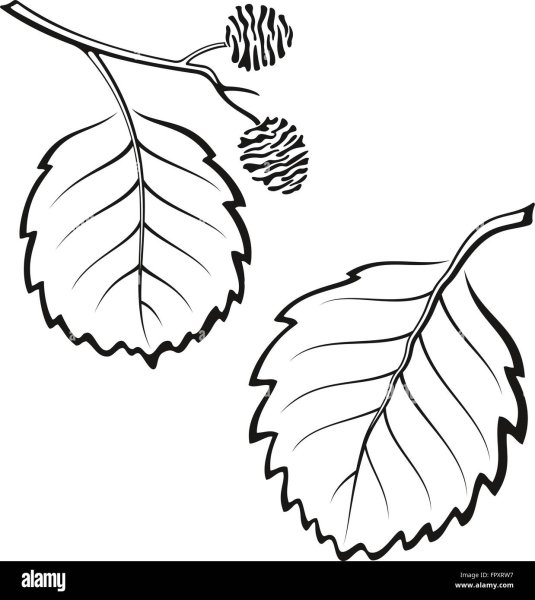 Лист ольхи раскраска для детей