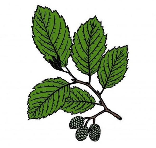 Ольха лист для детей