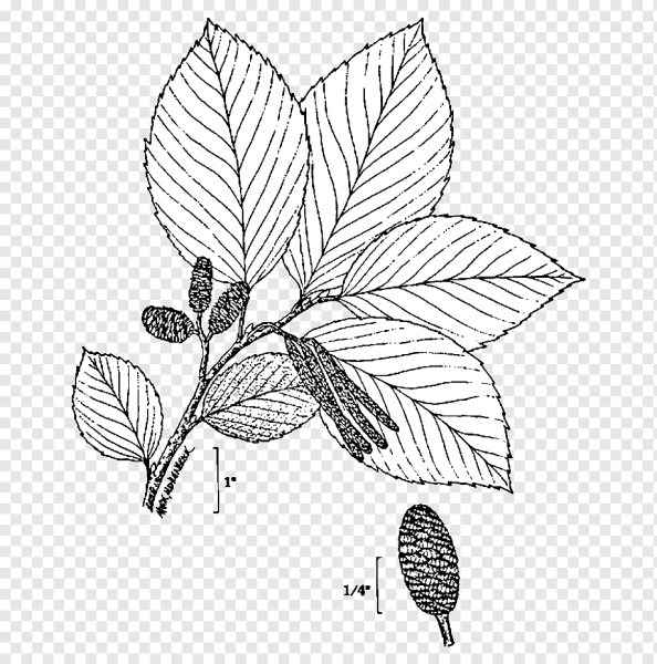 Ольха раскраска