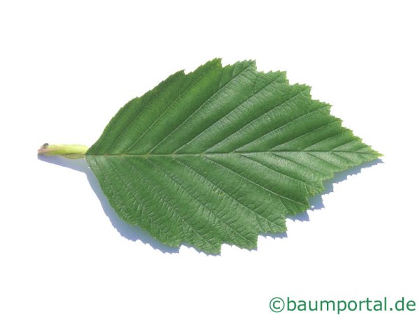 Ветка ольхи с листьями