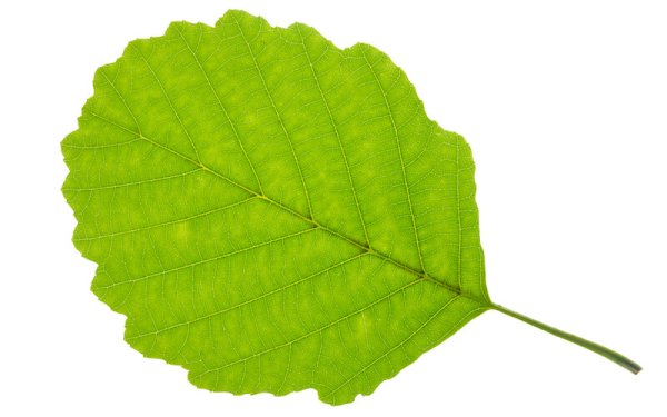 Ольха силуэт