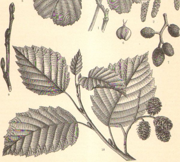 Соплодия ольхи