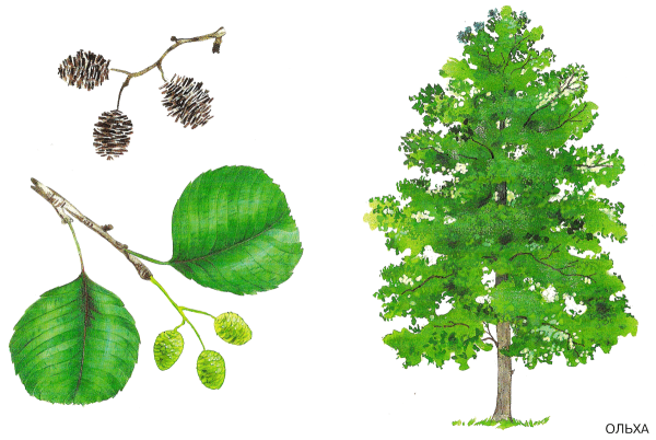 Лист вяза трафарет