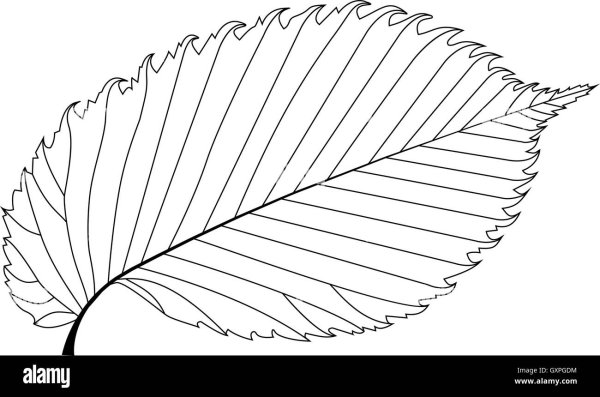 Карагач дерево листья семена