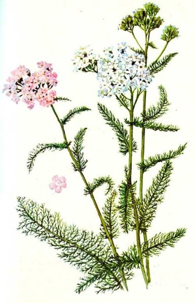 Тысячелистник трава