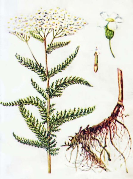 Тысячелистник обыкновенный корень