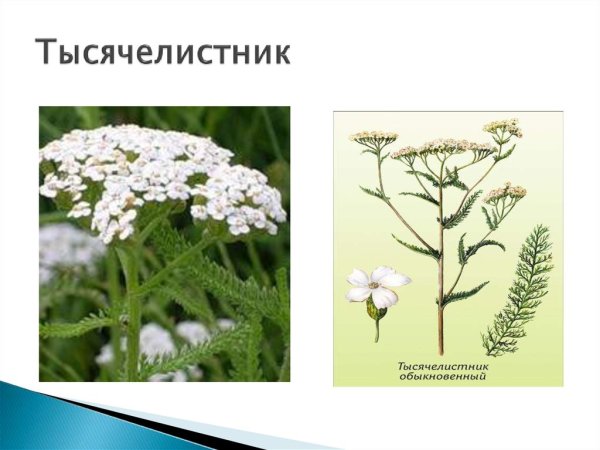 Тысячелистник обыкновенный ботаника