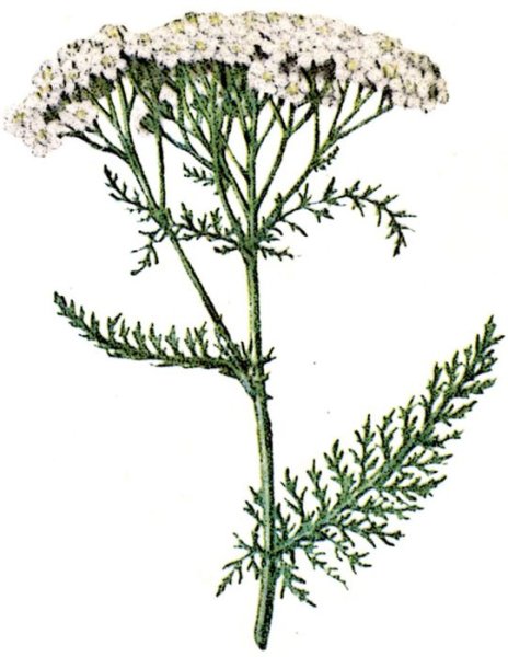 Тысячелистник обыкновенный гербарий