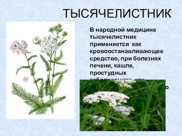 Тысячелистник обыкновенный ЛРС