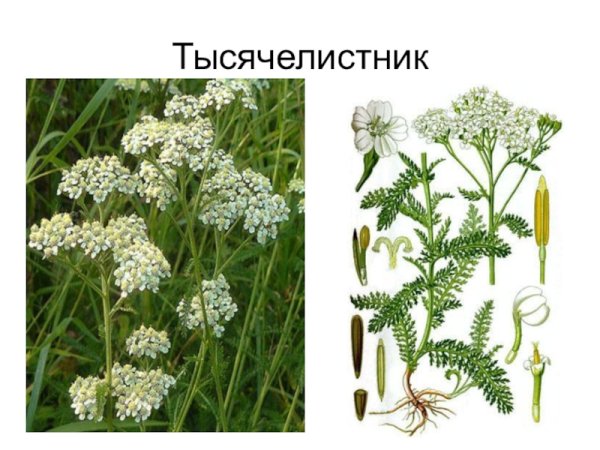 Тысячелистник обыкновенный ЛРС