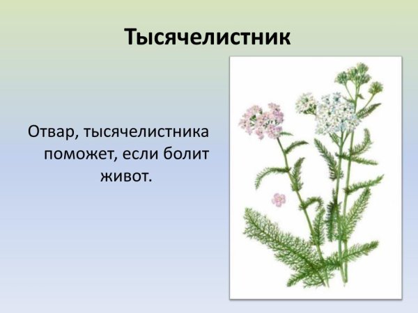 Тысячелистник обыкновенный ботаника