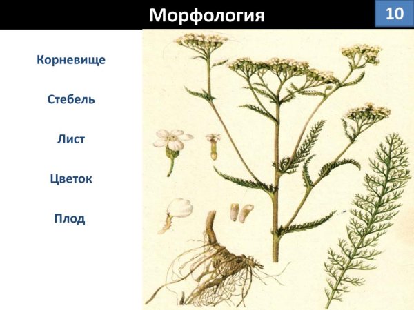 Строение тысячелистника обыкновенного