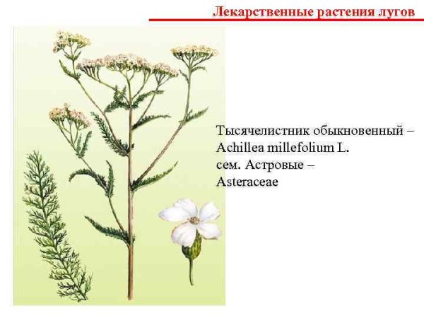 Лекарственные растения Тюменской области