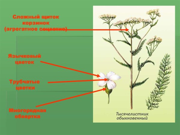 Тысячелистник обыкновенный строение цветка