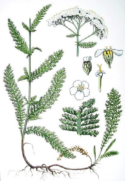 Тысячелистник обыкновенный Фармакогнозия