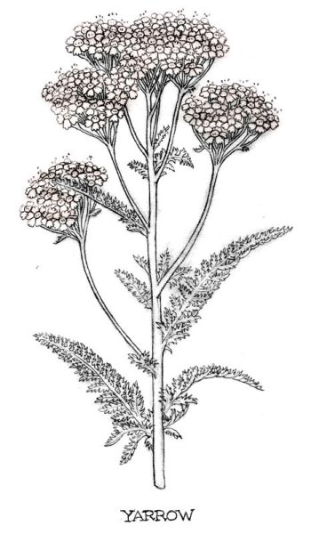 Тысячелистник обыкновенный чб