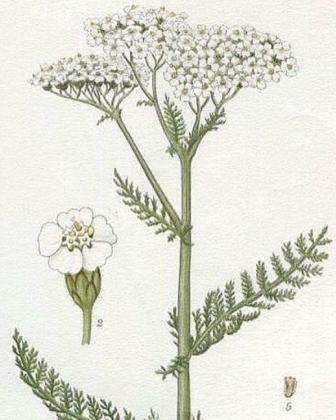 Тысячелистник Фармакогнозия