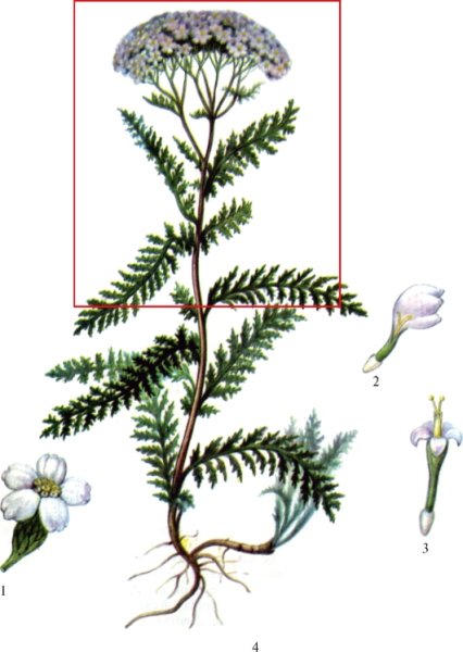 Тысячелистник обыкновенный Фармакогнозия