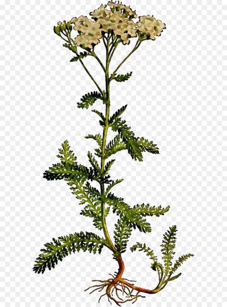 Тысячелистник обыкновенный трава