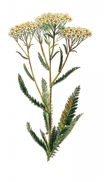Achillea millefolium ботаника