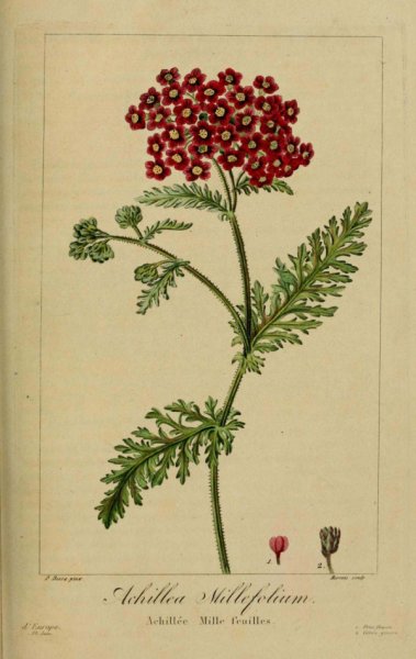 Achillea millefolium ботаника