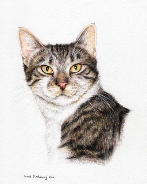 Мультяшный полосатый кот