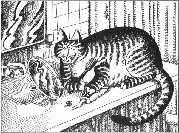 Раскраски котята реалистичные