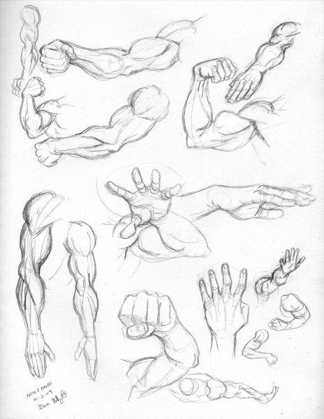 Рука человека анатомия референс