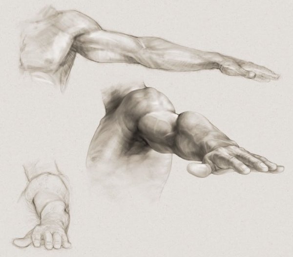 Мышцы руки с разных ракурсов