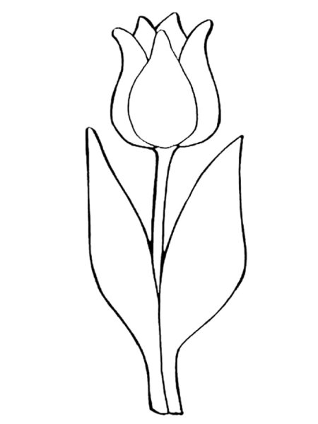 Раскраска цветы тюльпаны