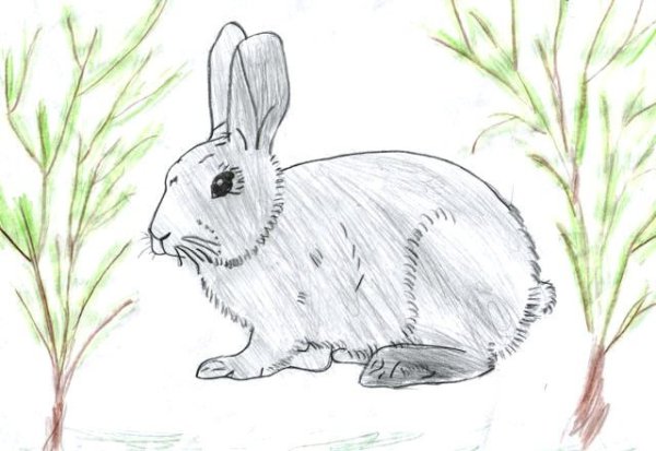 Паустовский заячьи лапы нарисовать рисунок