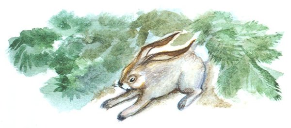 К. Паустовский "заячьи лапы"