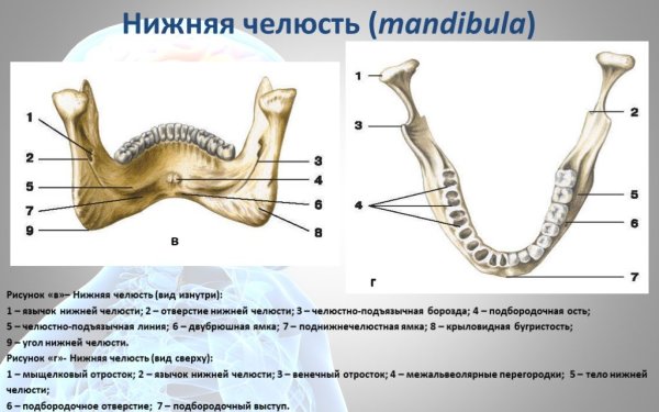 Крыловидная бугристость нижней челюсти