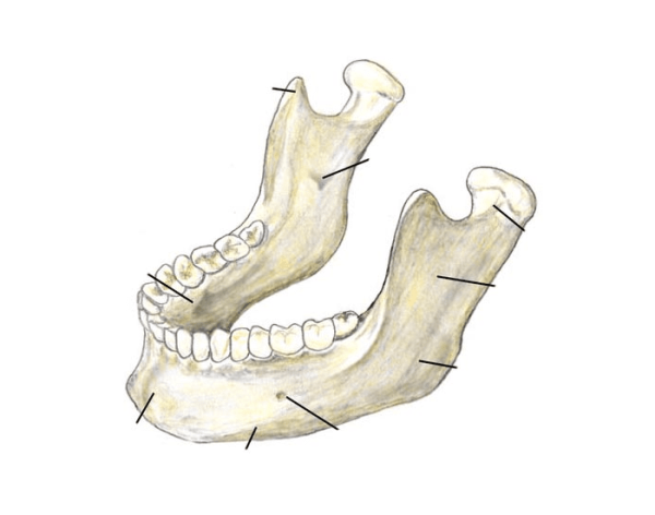 Нижняя челюсть (mandibula)