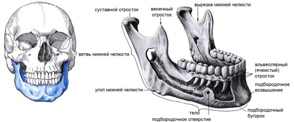 Нижняя челюсть анатомия вид сбоку