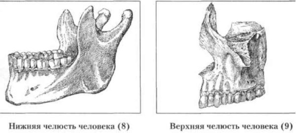 Схема челюсти нижней челюсти