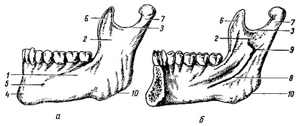 Нижняя челюсть с внутренней стороны