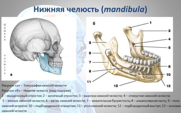Венечный отросток нижней челюсти