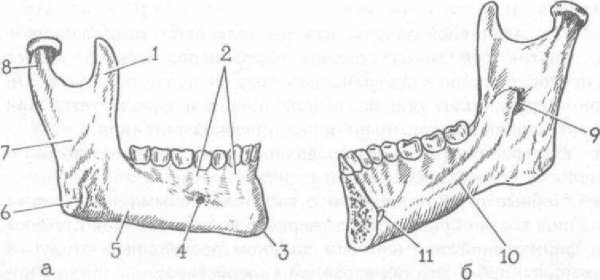 Венечный отросток нижней челюсти