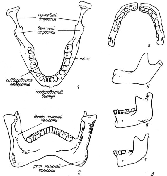 Схема строения нижней челюсти