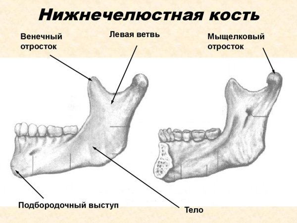 Венечный отросток нижней челюсти