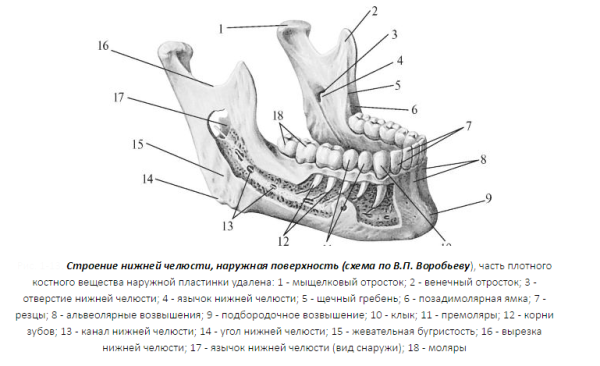 Строение костей нижней челюсти