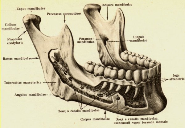 Небная челюсть кость анатомия