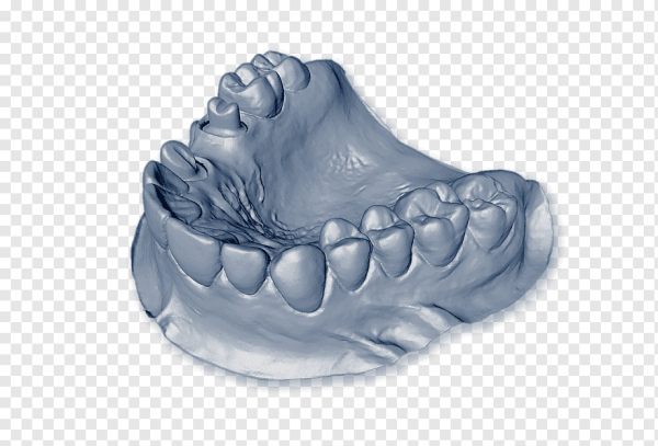 Нижняя челюсть 3d модель