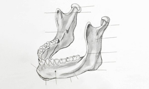 Челюсть карандашом