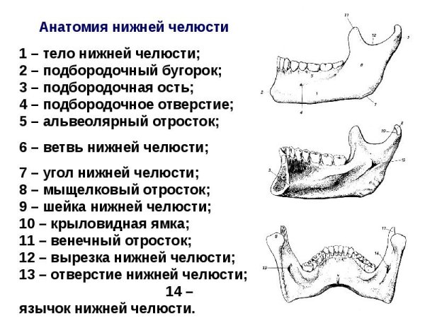 Нижняя челюсть челюсть строение кости
