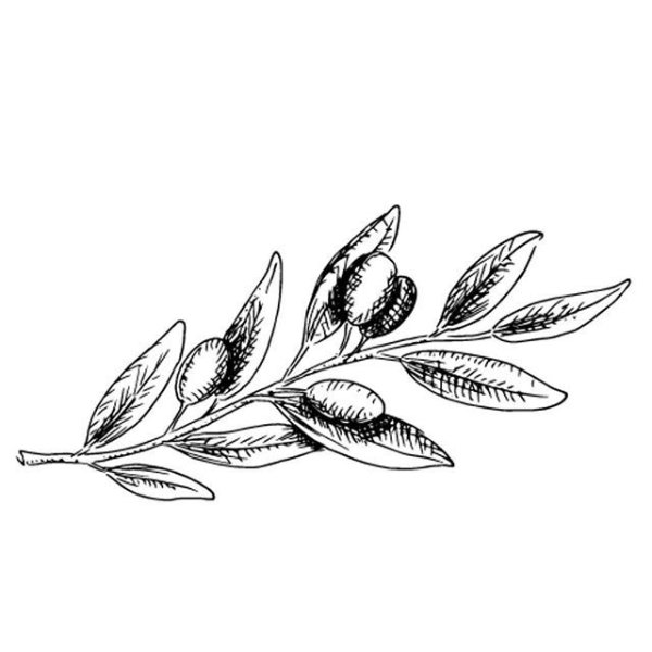 Ветка оливы эскиз